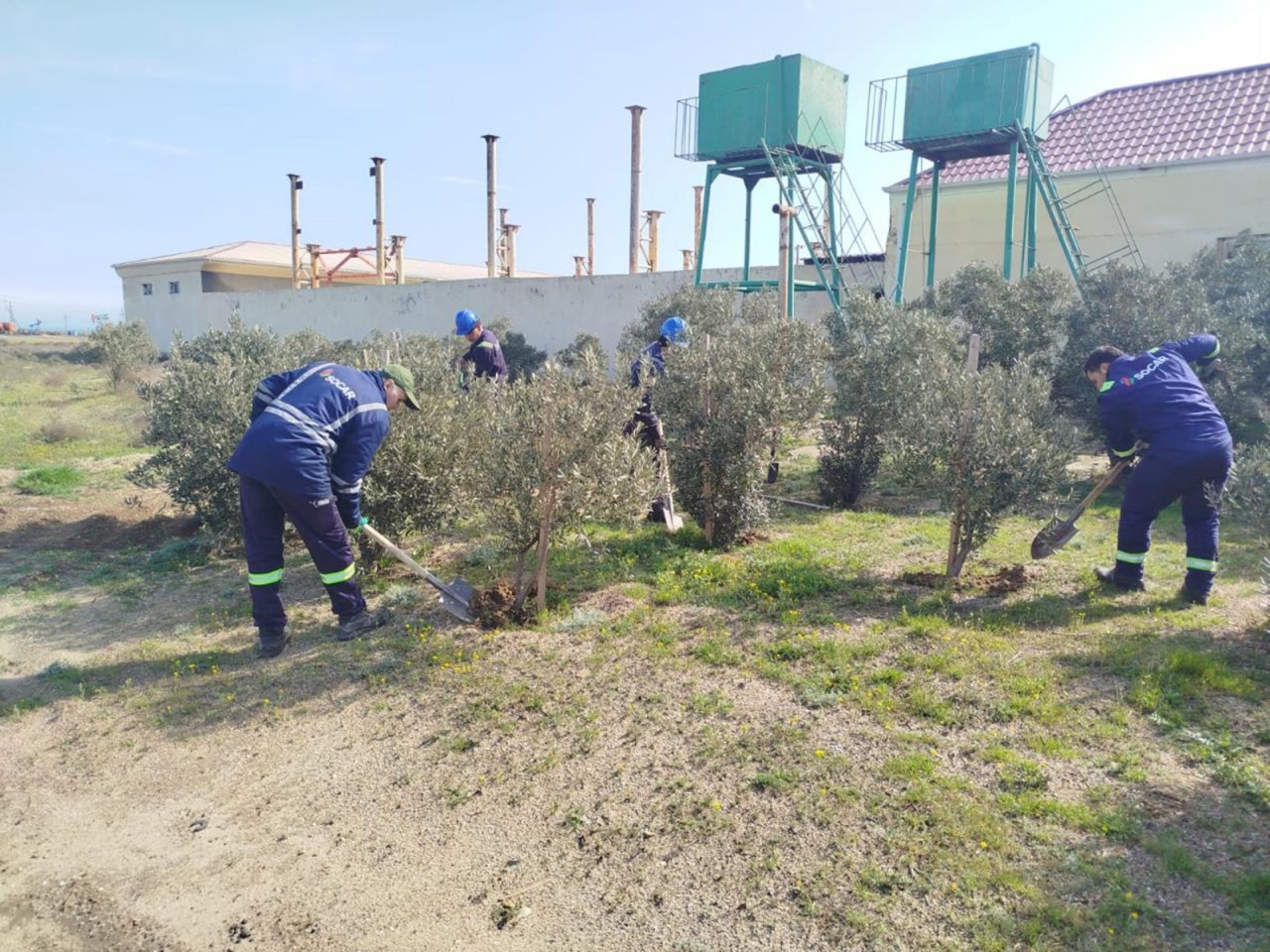 Pirallahı rayonunda iməcilik aksiyası keçirilib - FOTOLAR